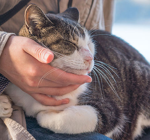 Tierkommunikatorin Katze