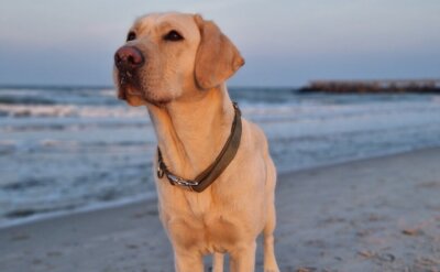 Online Training Erfolgreich als Tierkommunikatorin